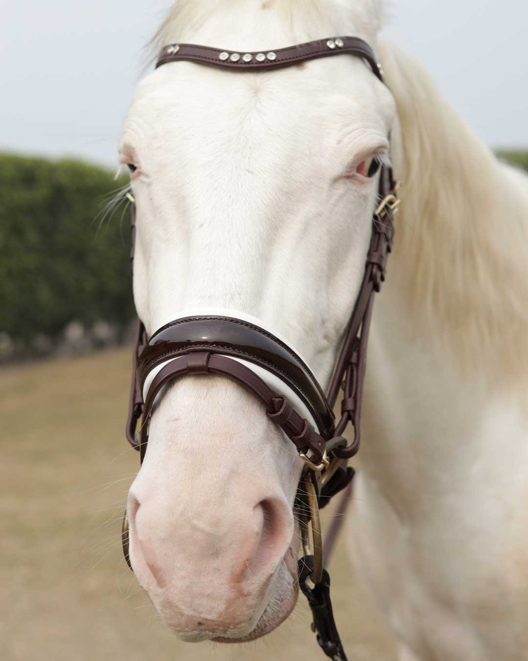 Soft leather comfort padded flash bridle dressage - Image 7