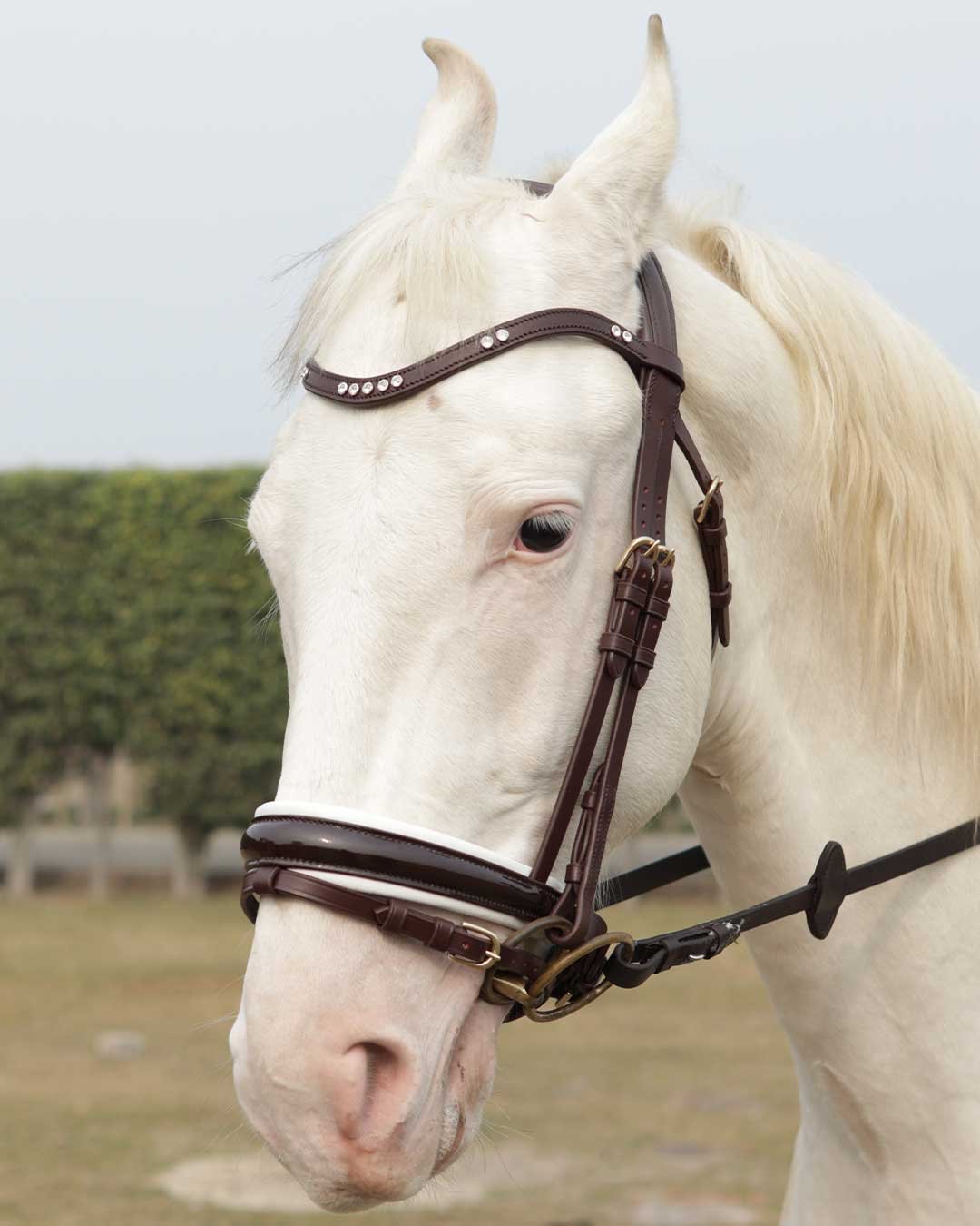Soft leather comfort padded flash bridle dressage - Image 6